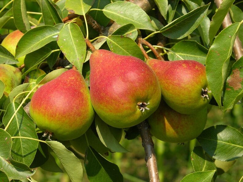 pears for the treatment of osteochondrosis