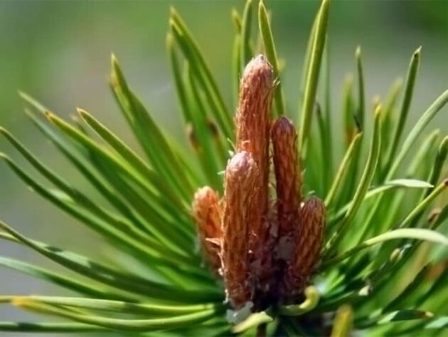 pine buds to treat neck pain