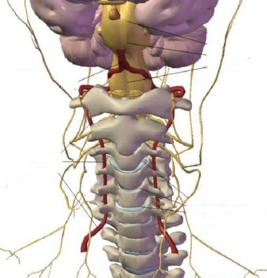 Cervical region structure