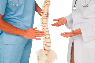 Doctors and spine model